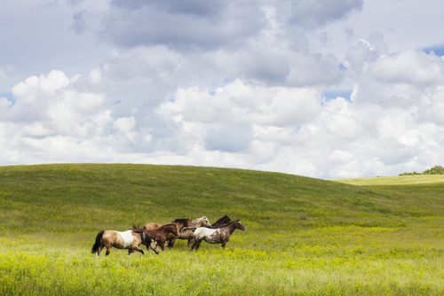 Horses in a field; Winnipeg, Manitoba, Canada PosterPrint - Item # VARDPI12273010