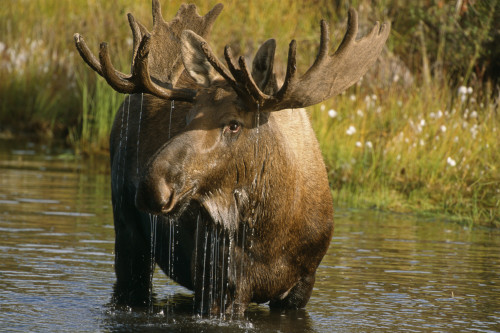 Bull Moose In Pond Near Eielson Visitor Center Ak In Denali Np Summer PosterPrint - Item # VARDPI2095013