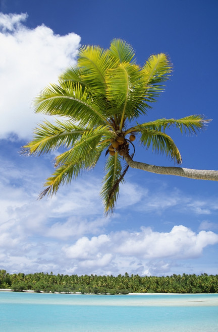 Palm Tree And Beach, Aitutaki PosterPrint - Item # VARDPI1886102