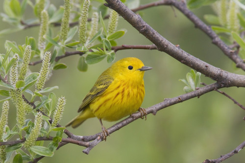 A Male Yellow Warbler Perched In A Willow, Copper River Delta, Near Cordova, Southcentral Alaska, Spring PosterPrint - Item # VARDPI2093415