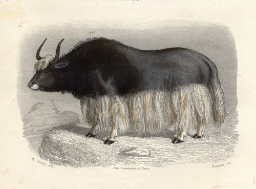 The Tartary Cow, Drawn By H. Gobin, Engraved By Ramus. PosterPrint - Item # VARDPI1859541