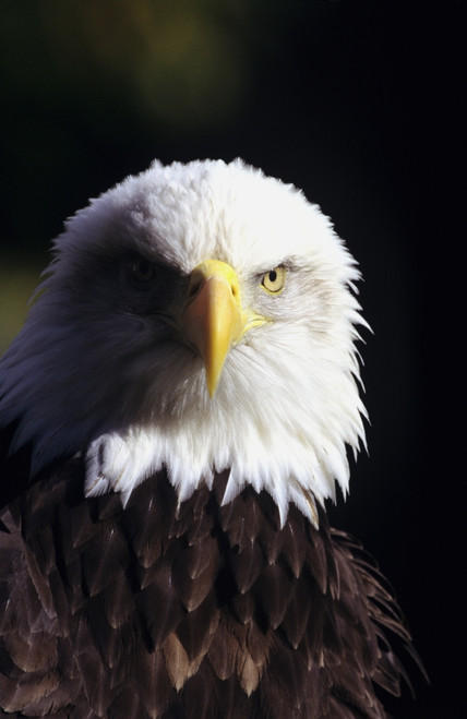 Alaska, Tongass National Forest, Closeup Of Bald Eagle (Haliaeetus Leucocephalus). PosterPrint - Item # VARDPI1978603
