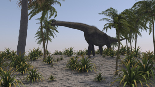 Large Brachiosaurus grazing on foliage Poster Print - Item # VARPSTKVA600519P