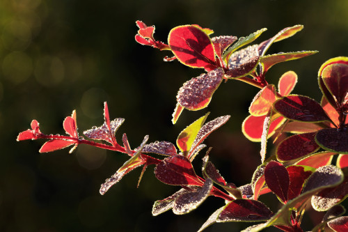 Close up of Berberis; Quebec, Canada PosterPrint - Item # VARDPI12259608