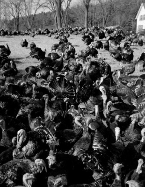 USA  New Hampshire  near Grafton  flock of turkeys on farm Poster Print - Item # VARSAL255421605