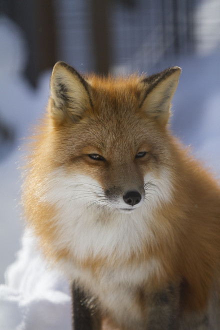 An adult Red fox in the Anchorage area of Alaska. Winter. Southcentral Alaska. Face portraits. Fox. PosterPrint - Item # VARDPI2429388