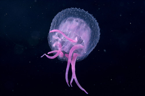 Hawaii, Pink Jellyfish Close-Up In Black Ocean Background PosterPrint - Item # VARDPI2001977