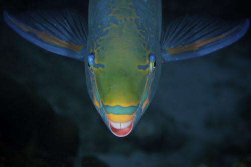 Queen Parrotfish feeding on algae, Bonaire, Caribbean Netherlands Poster Print - Item # VARPSTTMO400132U