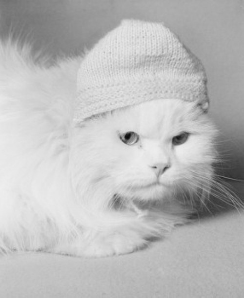 White Persian cat Poster Print - Item # VARSAL255420393