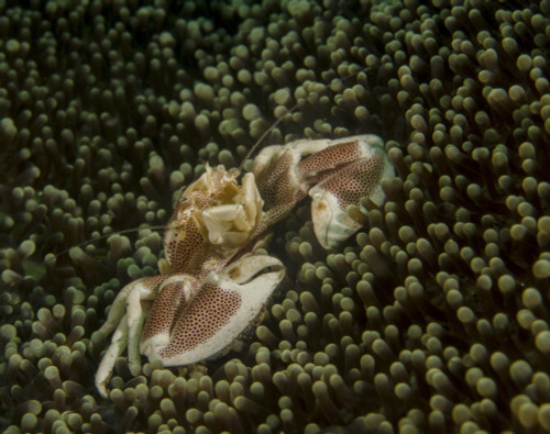 Porcelain crab in anemone, Lembeh Strait, Indonesia Poster Print - Item # VARPSTBBA400095U