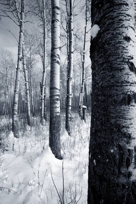 Forest In The Winter PosterPrint - Item # VARDPI1800718