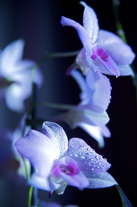 Hawaii, Kauai, White Orchid With Purple Lighting. PosterPrint - Item # VARDPI1974069