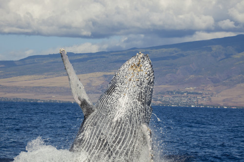 http://c328301.r1.cf1.rackcdn.com/DPI12254744.jpg