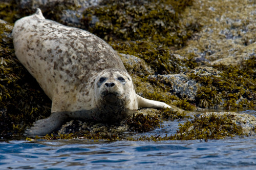 Harbor Seal Rests On The Rocky Shore Of Kukak Bay, Katmai National Park, Southwest Alaska, Summer PosterPrint - Item # VARDPI2096313