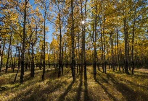 Aspen trees in autumn, Banff National Park, Alberta, Canada Poster Print - Item # VARPPI166887