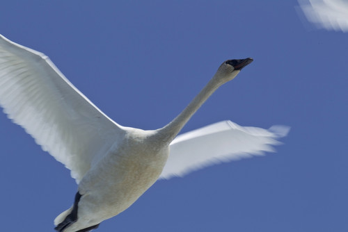 Swan In Flight, Long Exposure. PosterPrint