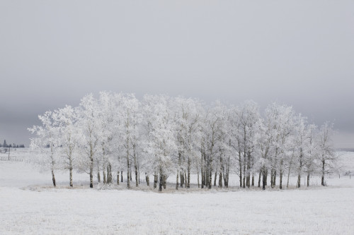Calgary, Alberta, Canada; Trees Covered In Frost In A Field PosterPrint - Item # VARDPI1873173