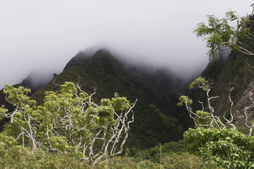 Rainforest, Maui, Hawaii PosterPrint - Item # VARDPI1865984
