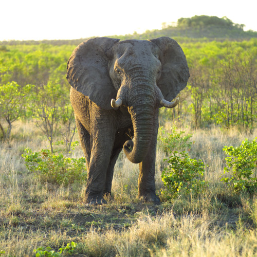 Elephant PosterPrint - Item # VARDPI1831513