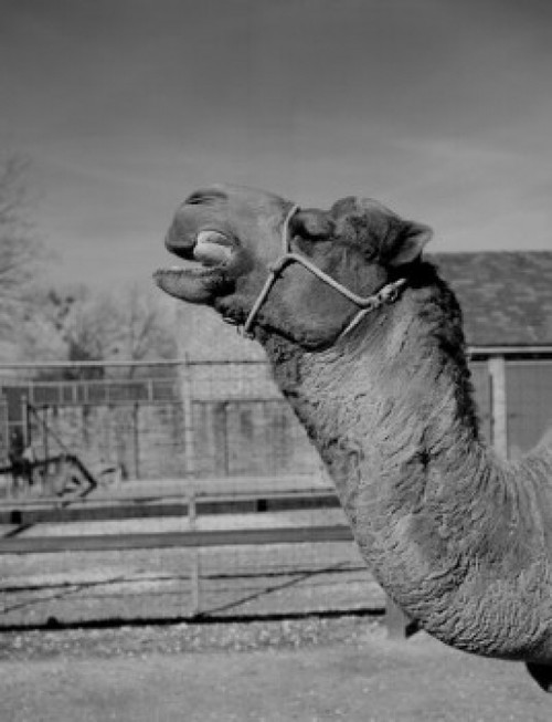 USA  New Orleans  Camel in zoo Poster Print - Item # VARSAL255420679