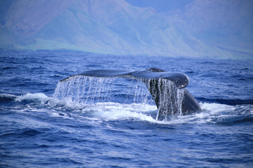 Hawaii, Close-Up Of Humpback Whale, Fluke (Megaptera Novaeangliae) A94H PosterPrint - Item # VARDPI1997850