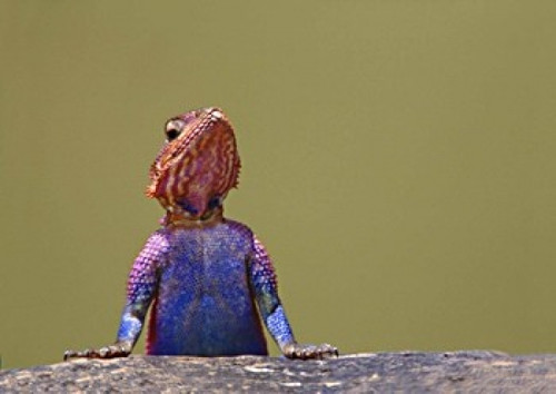 Agama Lizard Kenya Africa Poster Print by Panoramic Images (16 x 12) - Item # PPI84084