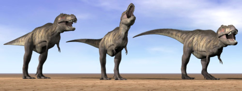 Three Tyrannosaurus Rex dinosaurs standing in the desert by daylight Poster Print - Item # VARPSTEDV600042P