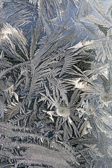 Frost Crystals On A Window; Calgary, Alberta, Canada PosterPrint