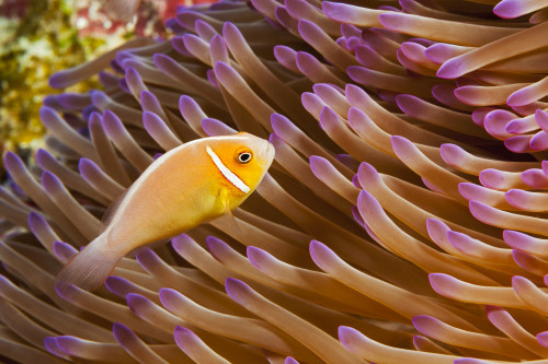 This common anemonefish, Amphiprion perideraion, is most often found associated with the anemone, Heteractis magnifica, as pictured here; Yap, Micronesia PosterPrint - Item # VARDPI2424174