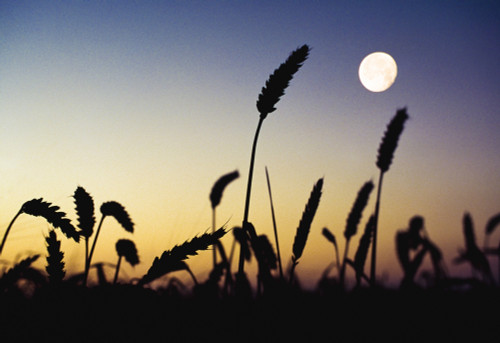 Wheat Field, Ireland; Wheat Field And Full Moon PosterPrint - Item # VARDPI1829070