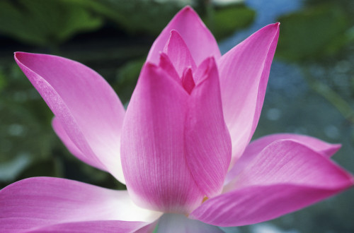 Close-Up Of Pink Lotus Waterlily Bud. PosterPrint - Item # VARDPI1984358