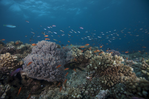 Schooling anthias fish and healthy corals of Beqa Lagoon, Fiji Poster Print - Item # VARPSTTMO400485U