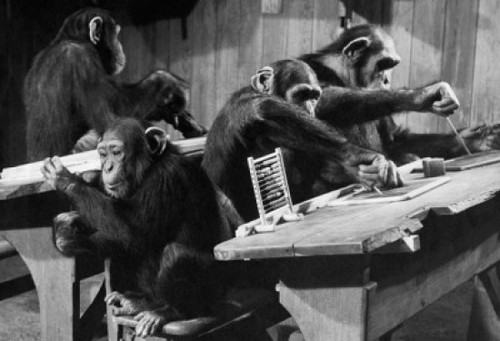 Four chimpanzees sitting in a classroom Poster Print - Item # VARSAL9901564A