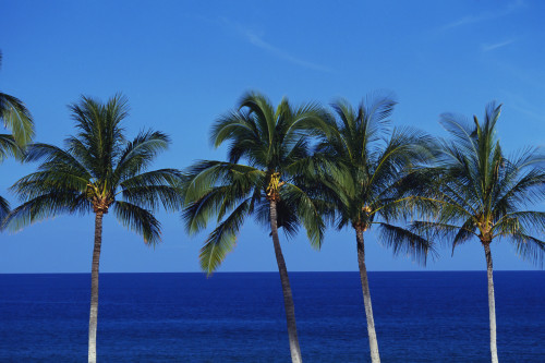 Hawaii, Palm Tree Tops Against Blue Sky And Ocean. PosterPrint - Item # VARDPI1991895
