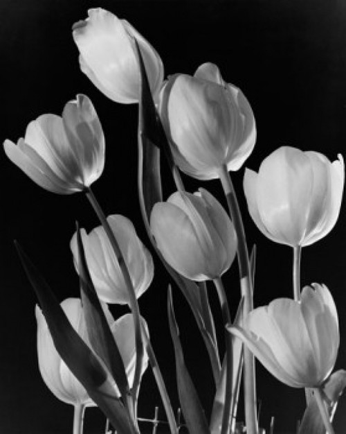 Tulips Poster Print