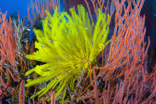 A yellow crinoid feather star against red fan coral, Kimbe Bay, Papua New Guinea Poster Print - Item # VARPSTSJN400044U