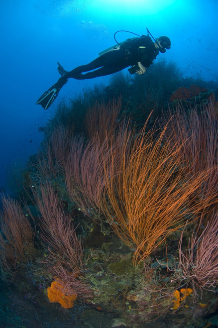Red whip fan coral with diver, Kimbe Bay, Papua New Guinea Poster Print - Item # VARPSTSJN400084U