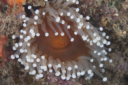 Sea anenome in the Beqa Lagoon reef, Fiji Poster Print - Item # VARPSTTMO400433U