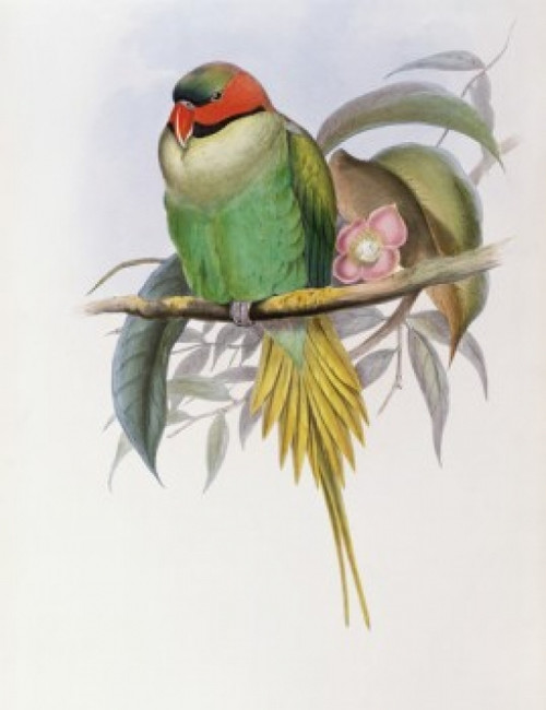 Bonaparte's Parakeet John Gould Poster Print - Item # VARSAL900139706