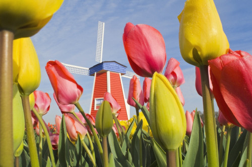 Windmill And Tulips At Wooden Shoe Tulip Farm; Woodburn, Oregon, Usa PosterPrint - Item # VARDPI1840399