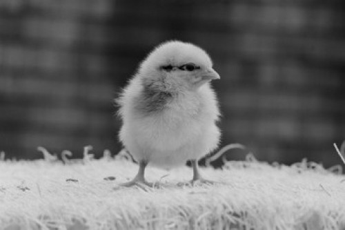 Baby chicken Poster Print - Item # VARSAL255423916