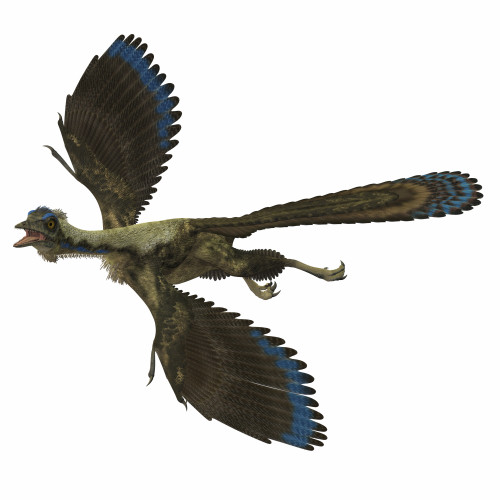Archaeopteryx is the most primitive known bird that lived during the Jurassic Period of Germany Poster Print - Item # VARPSTCFR200334P