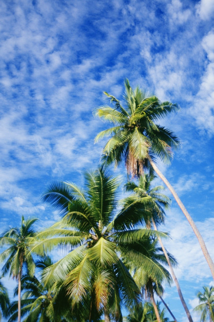 Hawaii, Tall Palm Trees Against Bright Blue Sky And Clouds PosterPrint - Item # VARDPI1994289