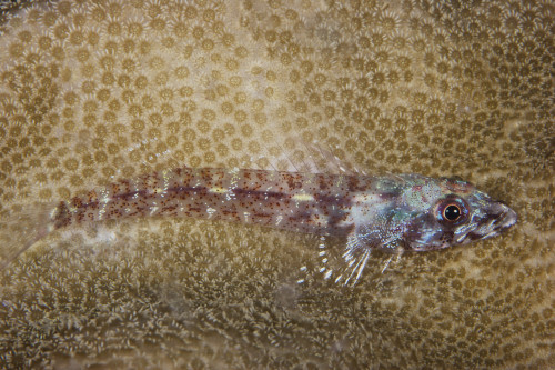 Triplefin Blenny lays on some coral, Papua New Guinea Poster Print - Item # VARPSTTMO400318U
