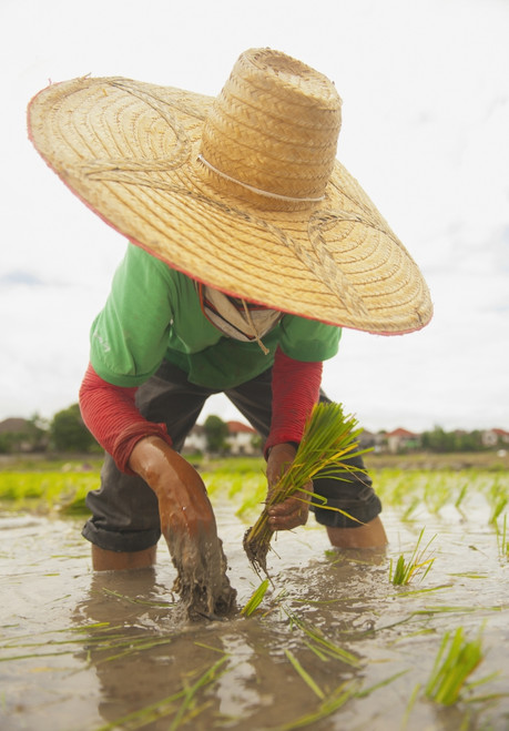 Planting new rice;Chiang mai thailand PosterPrint - Item # VARDPI2327020