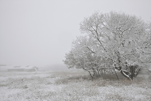 Foggy Winter Morning On Farm, Central Alberta PosterPrint - Item # VARDPI2032657