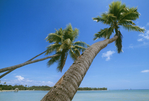 Palm Trees On A Tropical Beach, Fiji PosterPrint - Item # VARDPI1880308