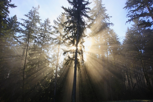 Sun Shining Through Morning Fog And Trees; Happy Valley, Oregon, United States Of America PosterPrint - Item # VARDPI1928648