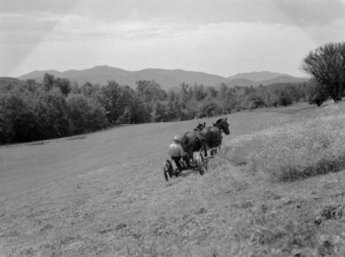 Farmer with horses in field Poster Print - Item # VARSAL255418783