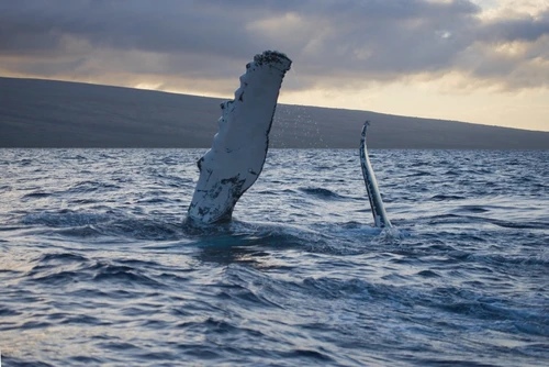 Hawaii, Maui, The Pectoral Fin Of A Humpback Whale. PosterPrint - Item # VARDPI1976013